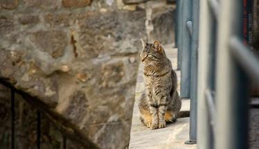 Tagesfahrten nach Quedlinburg 